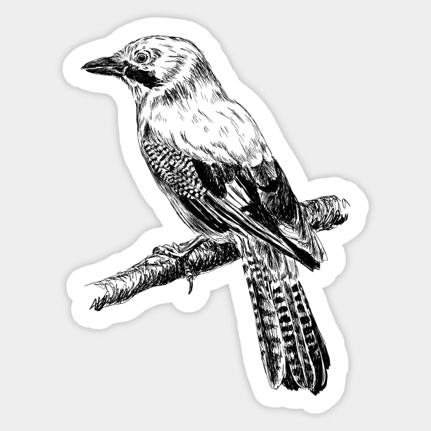 Jay bird print Sticker by rachelsfinelines